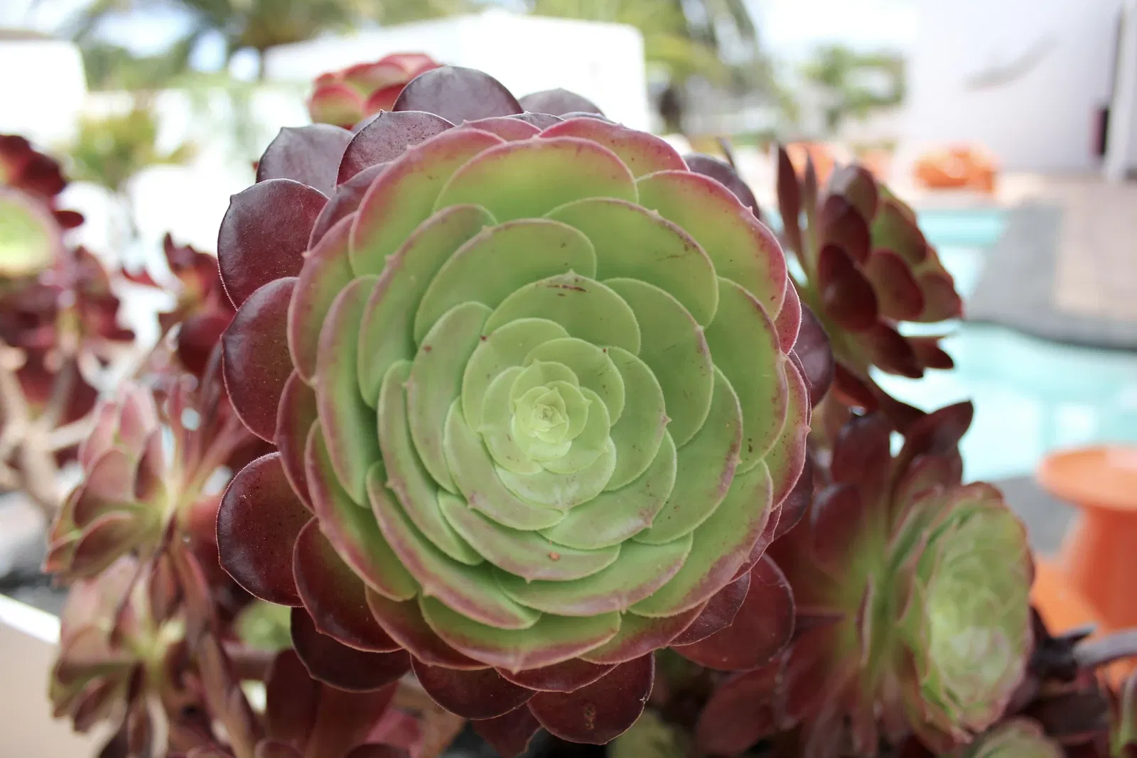 Casa-Museo César Manrique