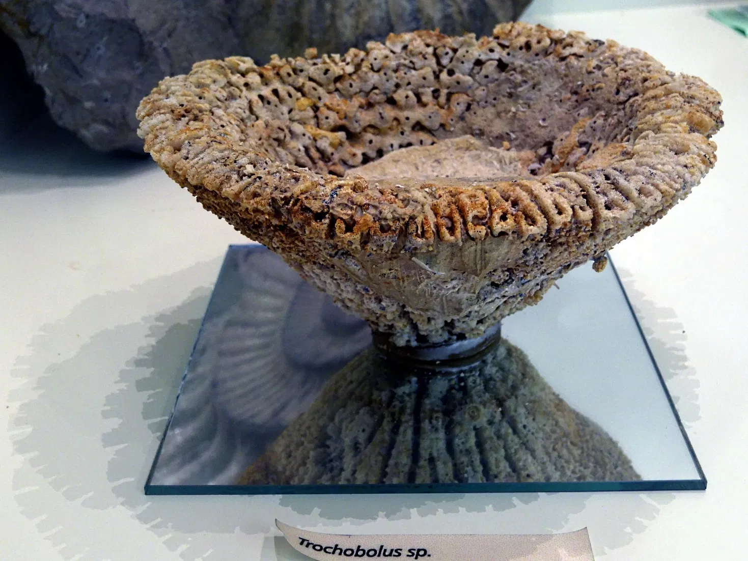 Fränkische-Schweiz-Museum