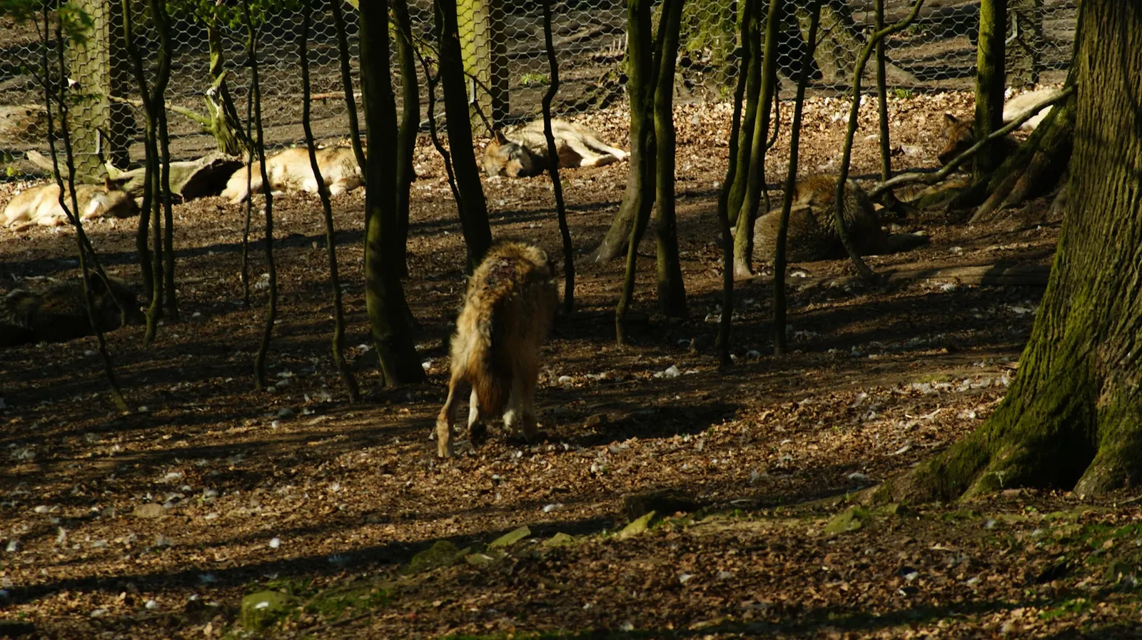 Wildpark Neuhaus