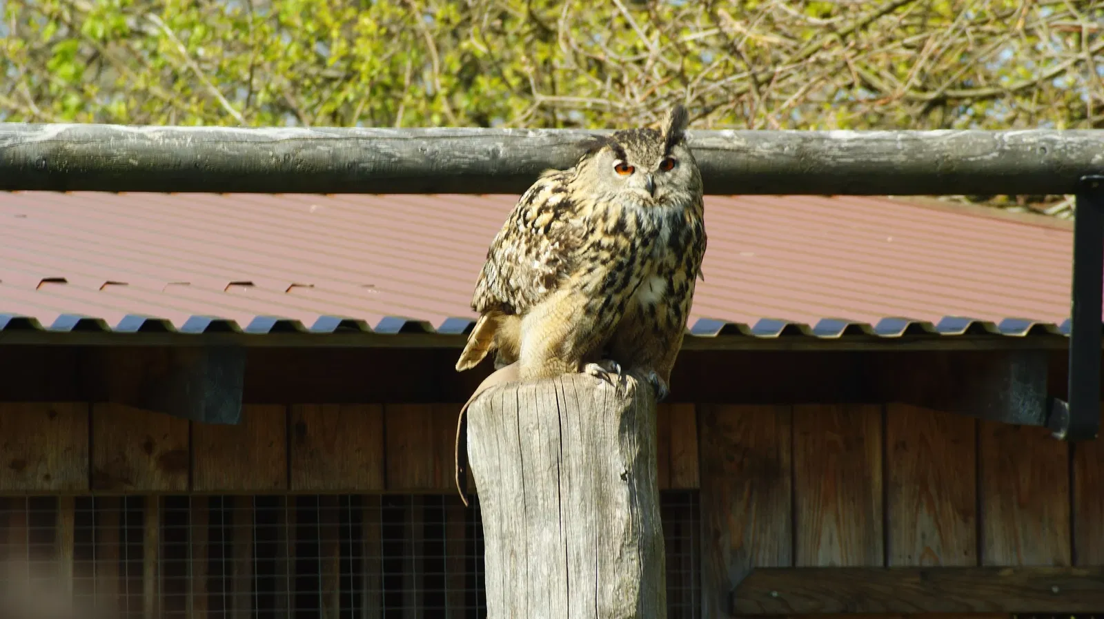 Wildpark Neuhaus