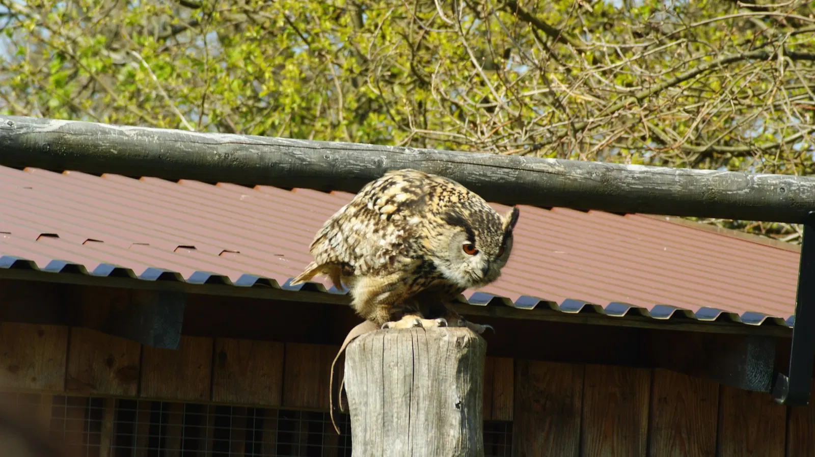 Wildpark Neuhaus