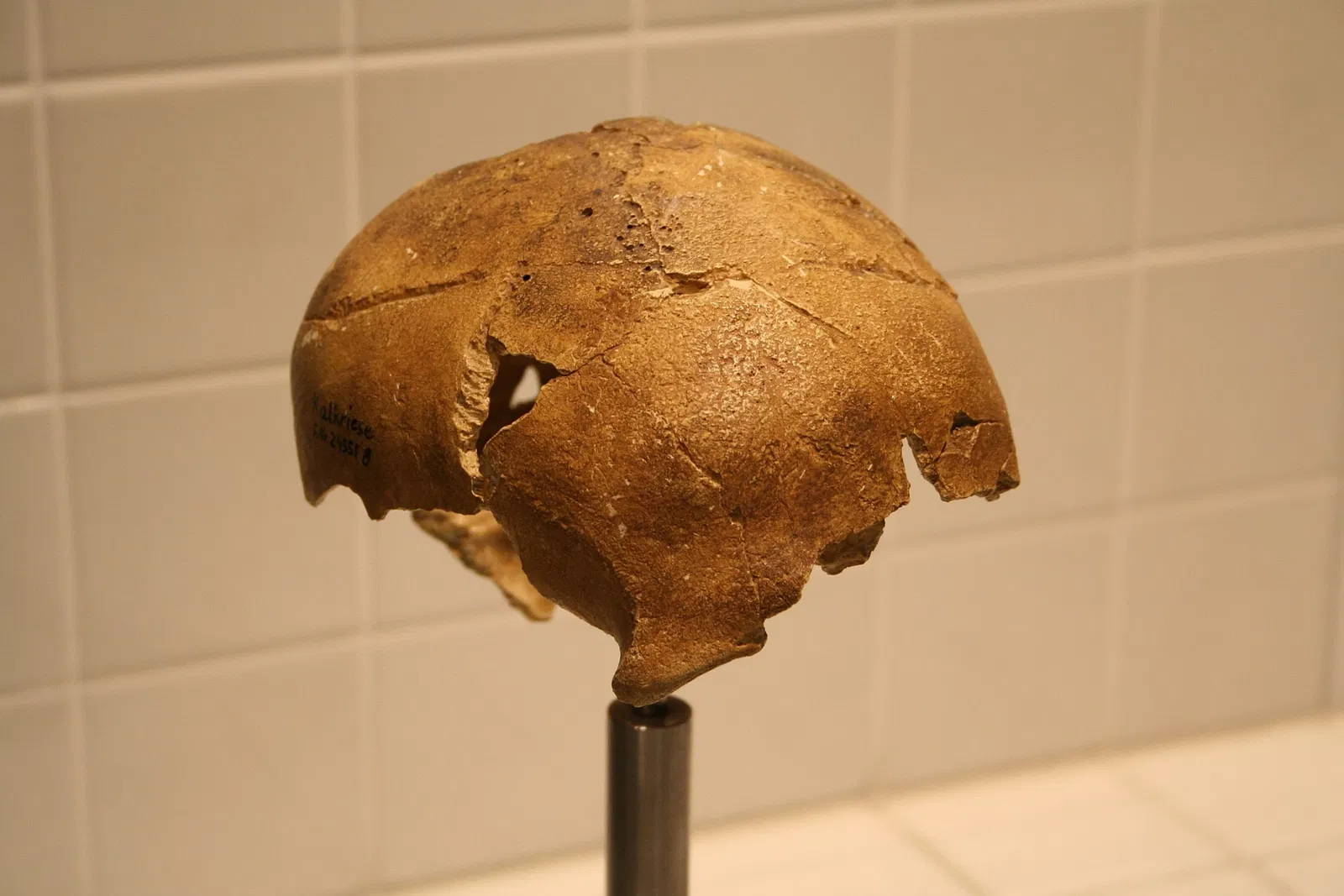 Varusschlacht im Osnabrücker Land - Museum und Park Kalkriese