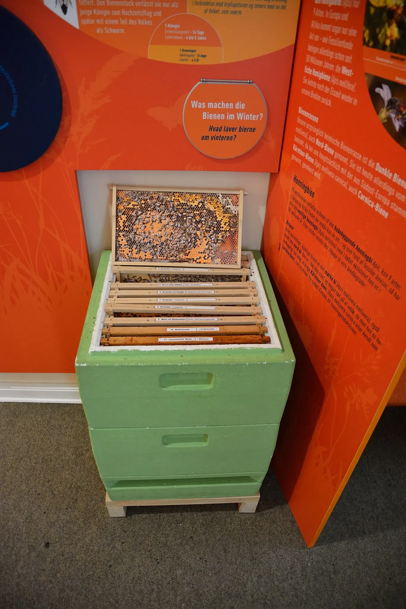 Naturkundemuseum Niebüll