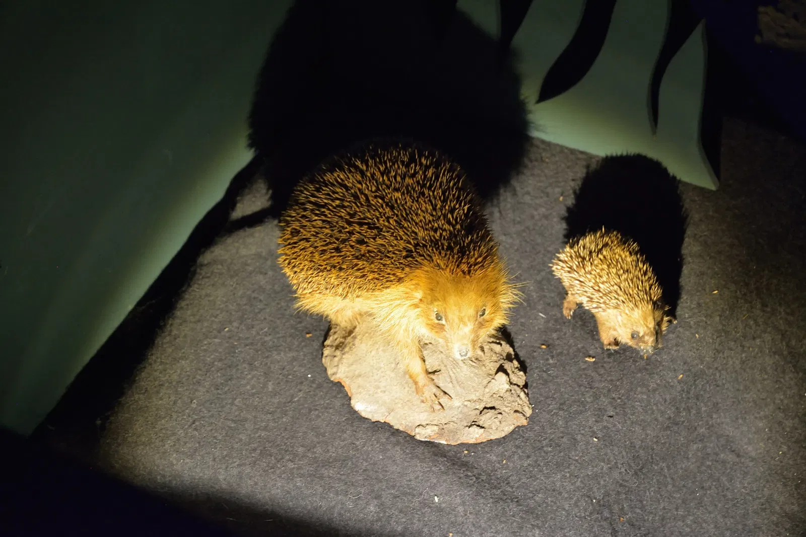 Naturkundemuseum Niebüll