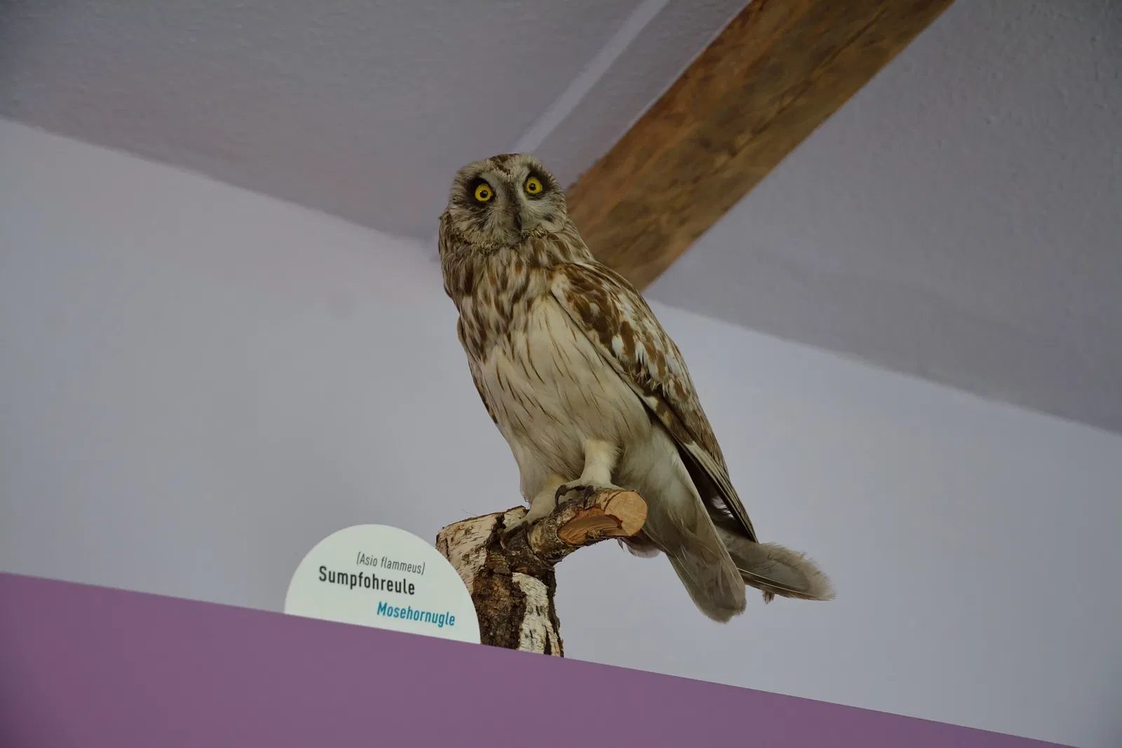 Naturkundemuseum Niebüll