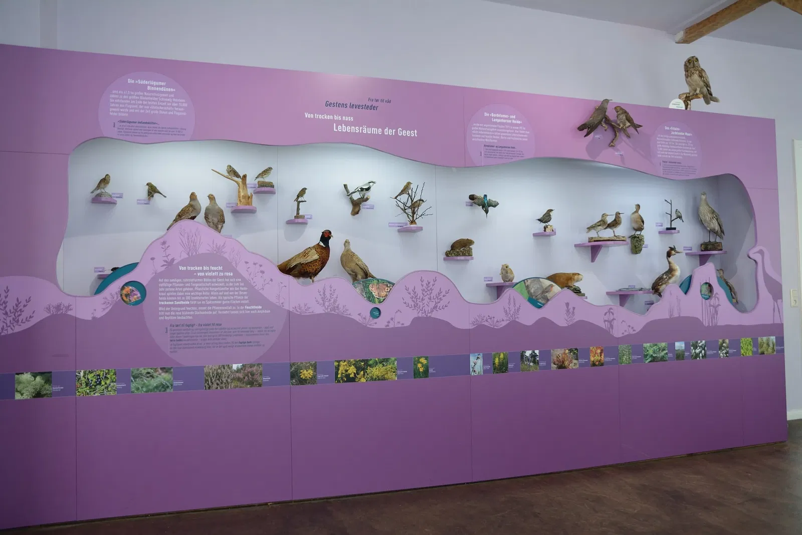 Naturkundemuseum Niebüll