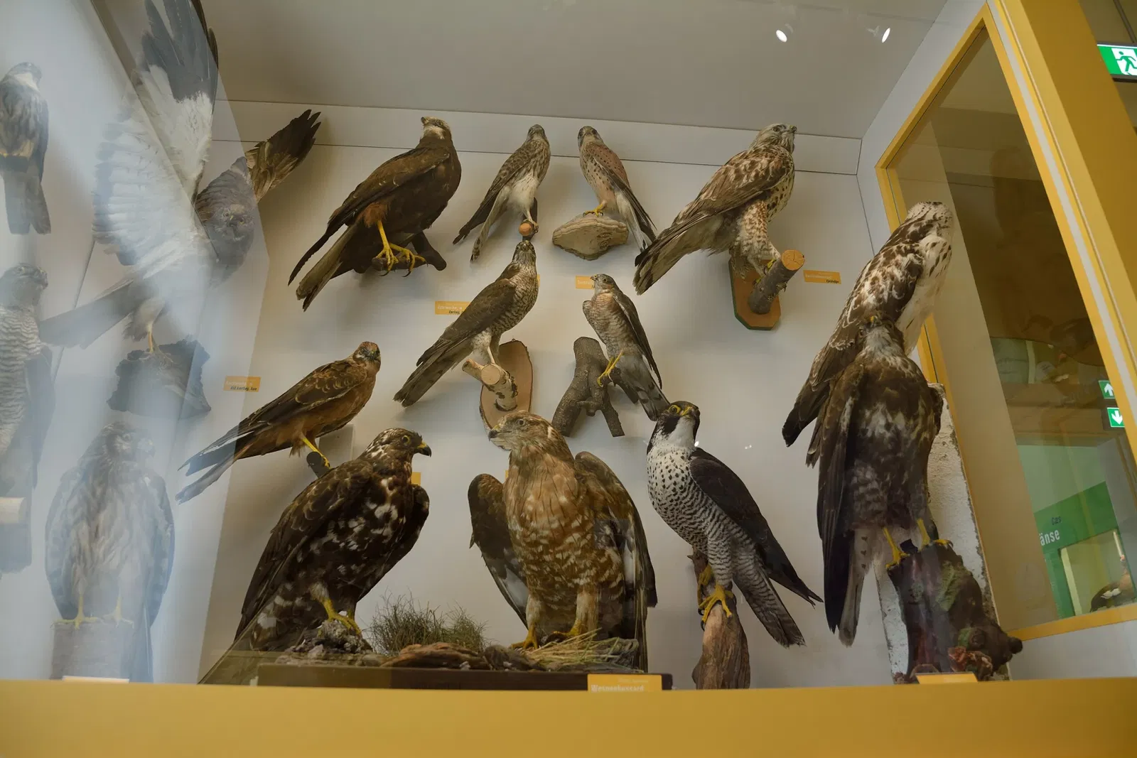 Naturkundemuseum Niebüll