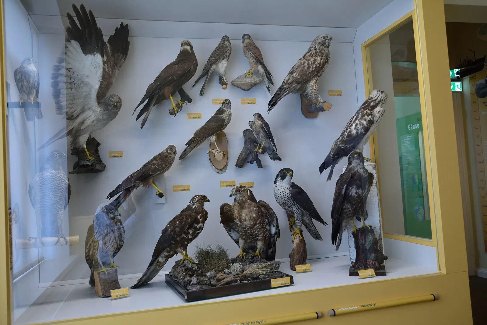 Naturkundemuseum Niebüll