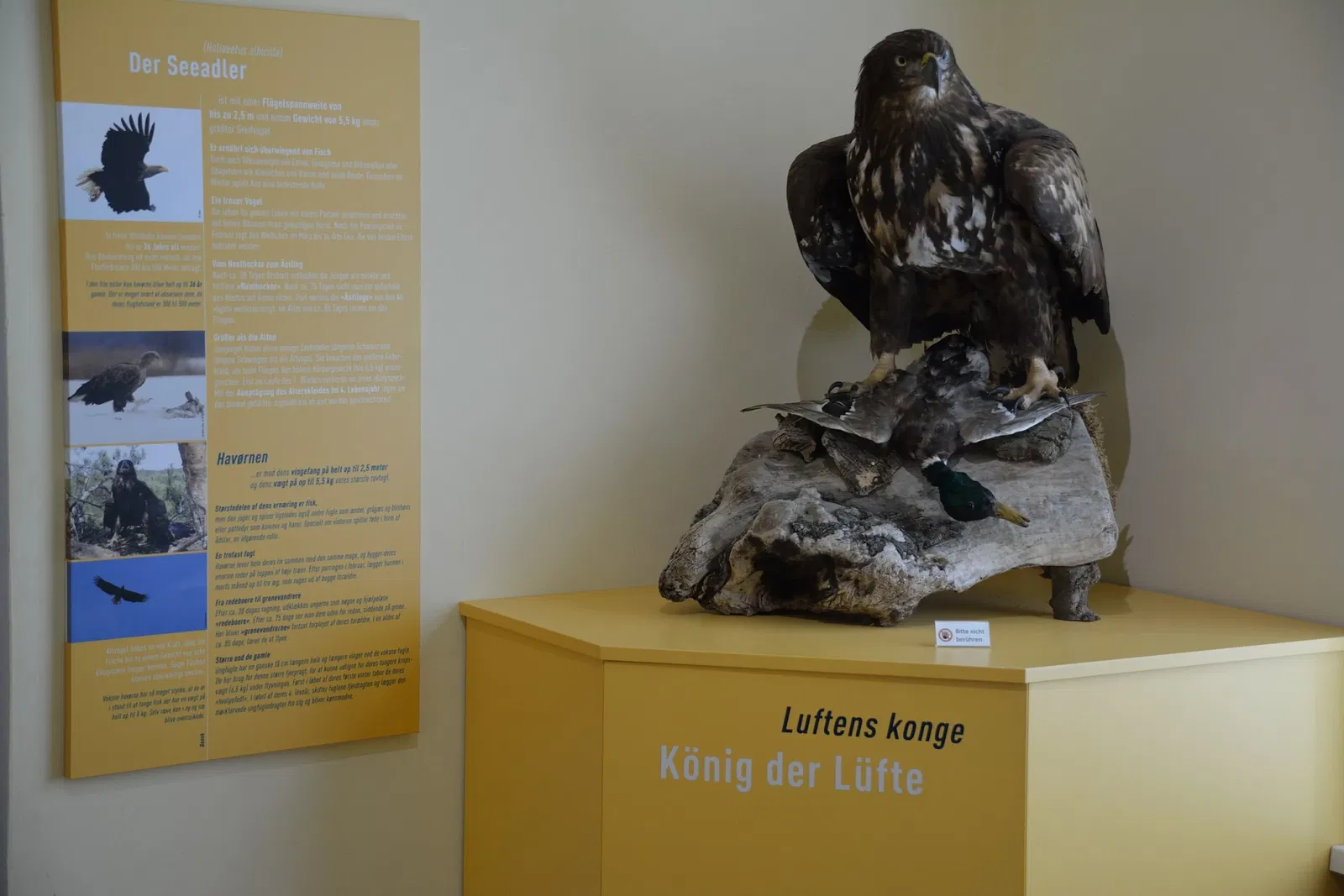 Naturkundemuseum Niebüll