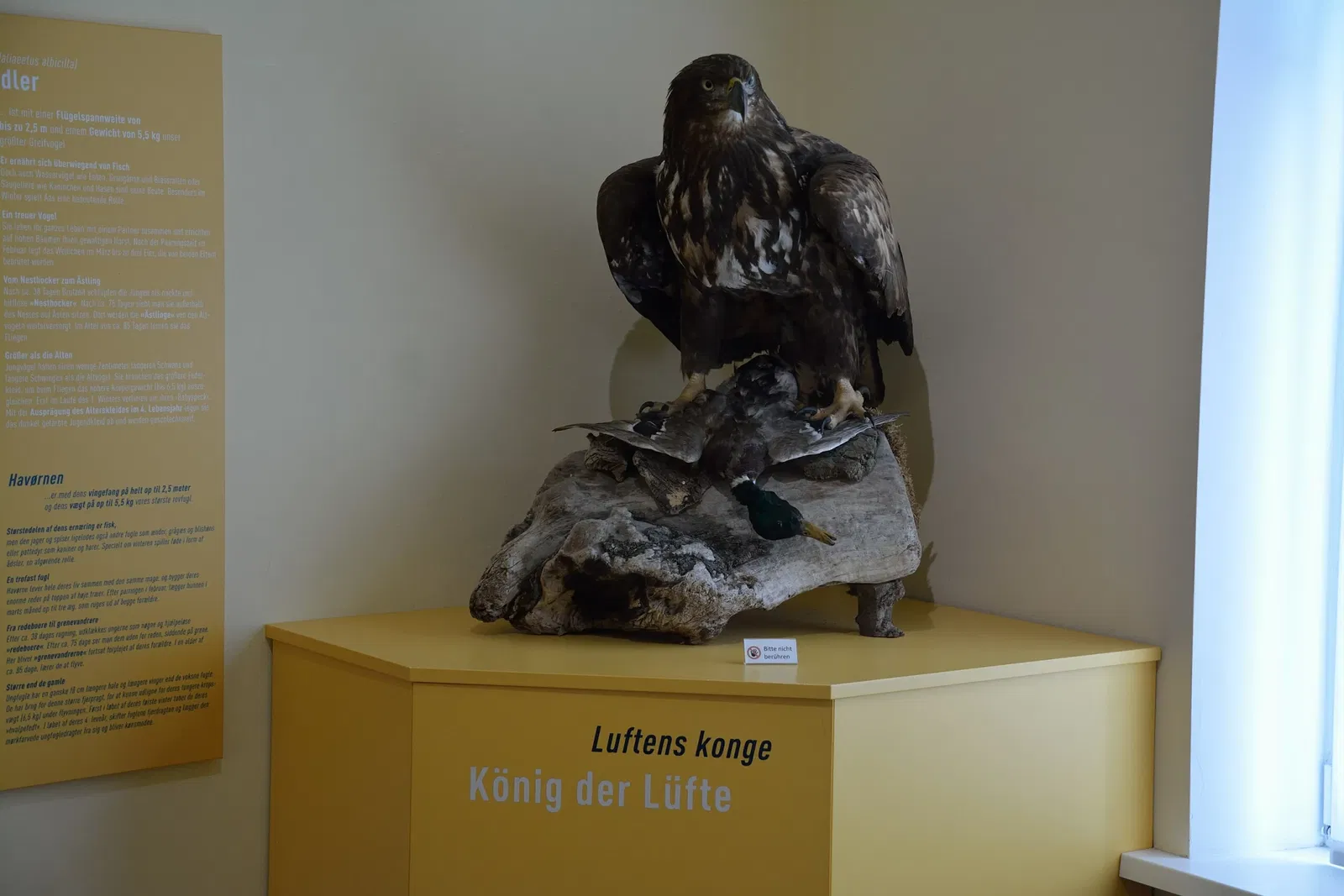 Naturkundemuseum Niebüll