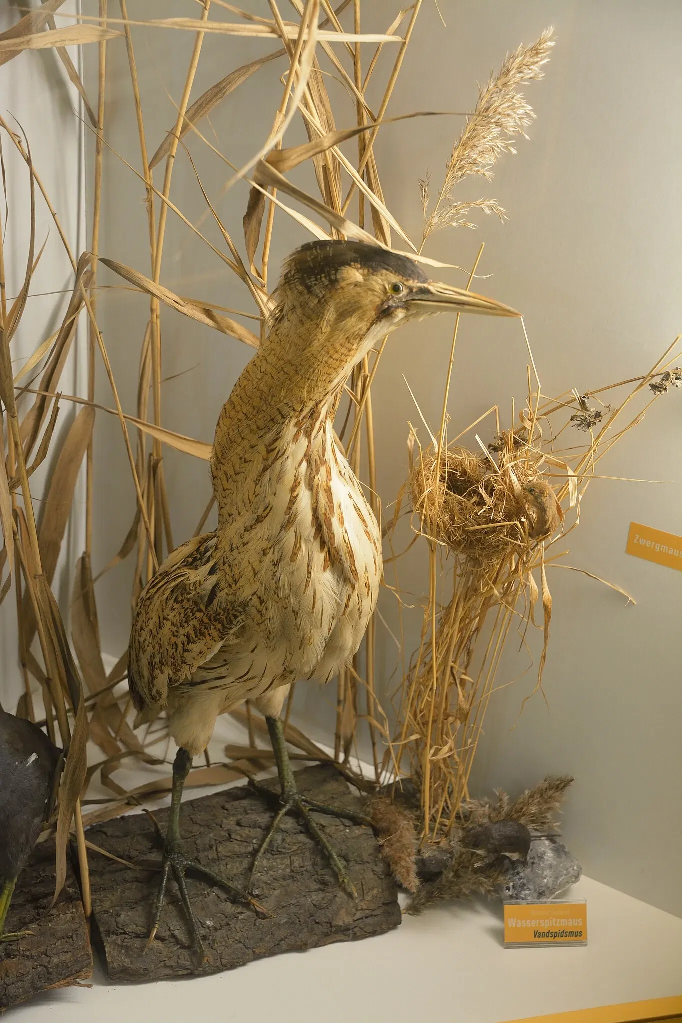 Naturkundemuseum Niebüll