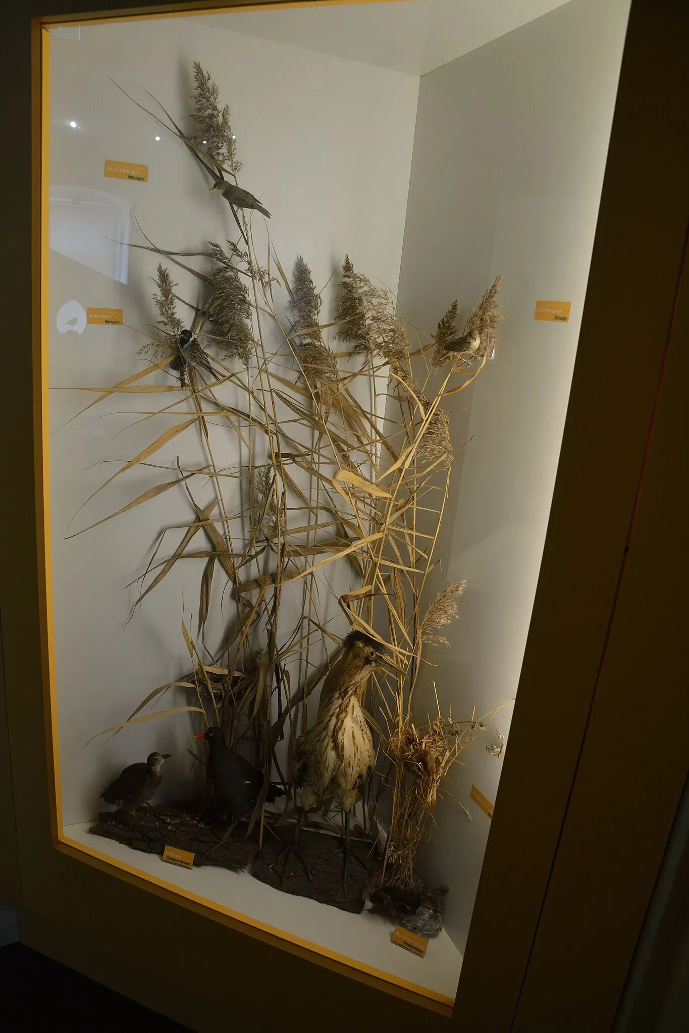 Naturkundemuseum Niebüll