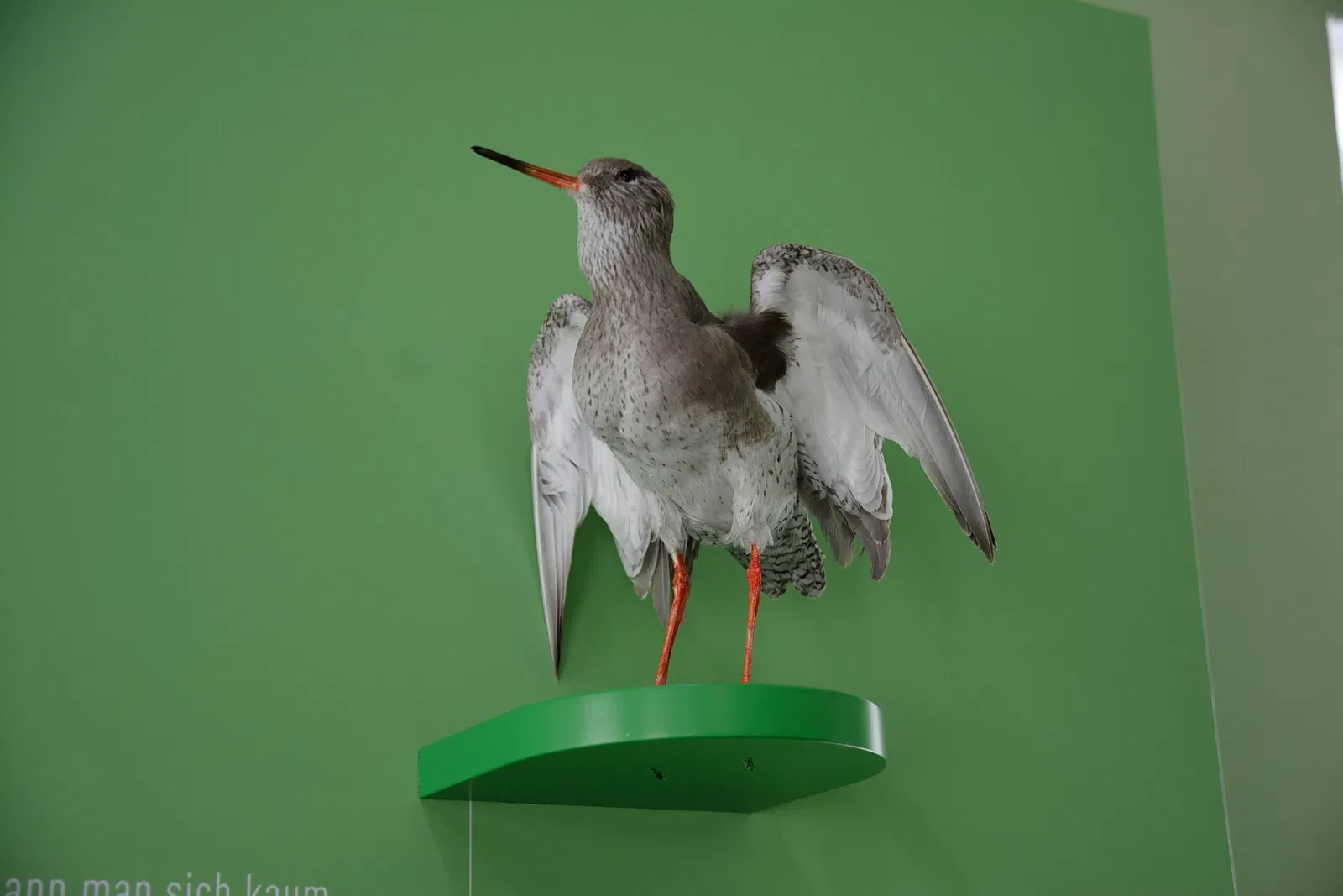 Naturkundemuseum Niebüll