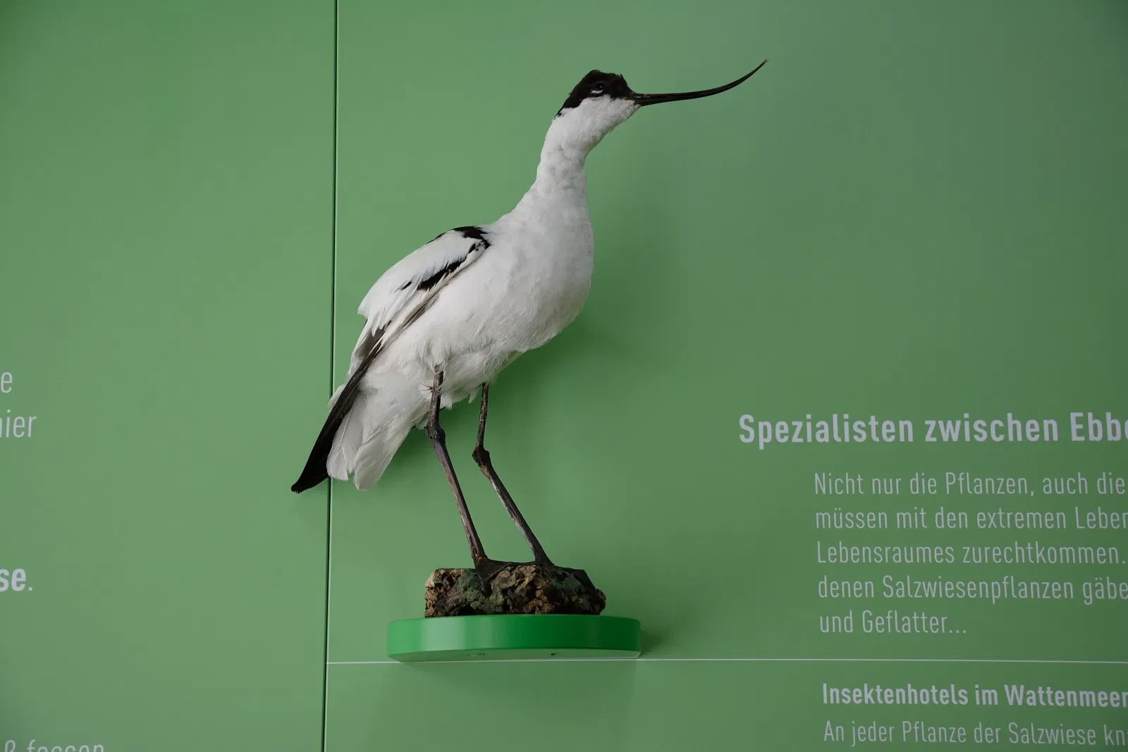 Naturkundemuseum Niebüll