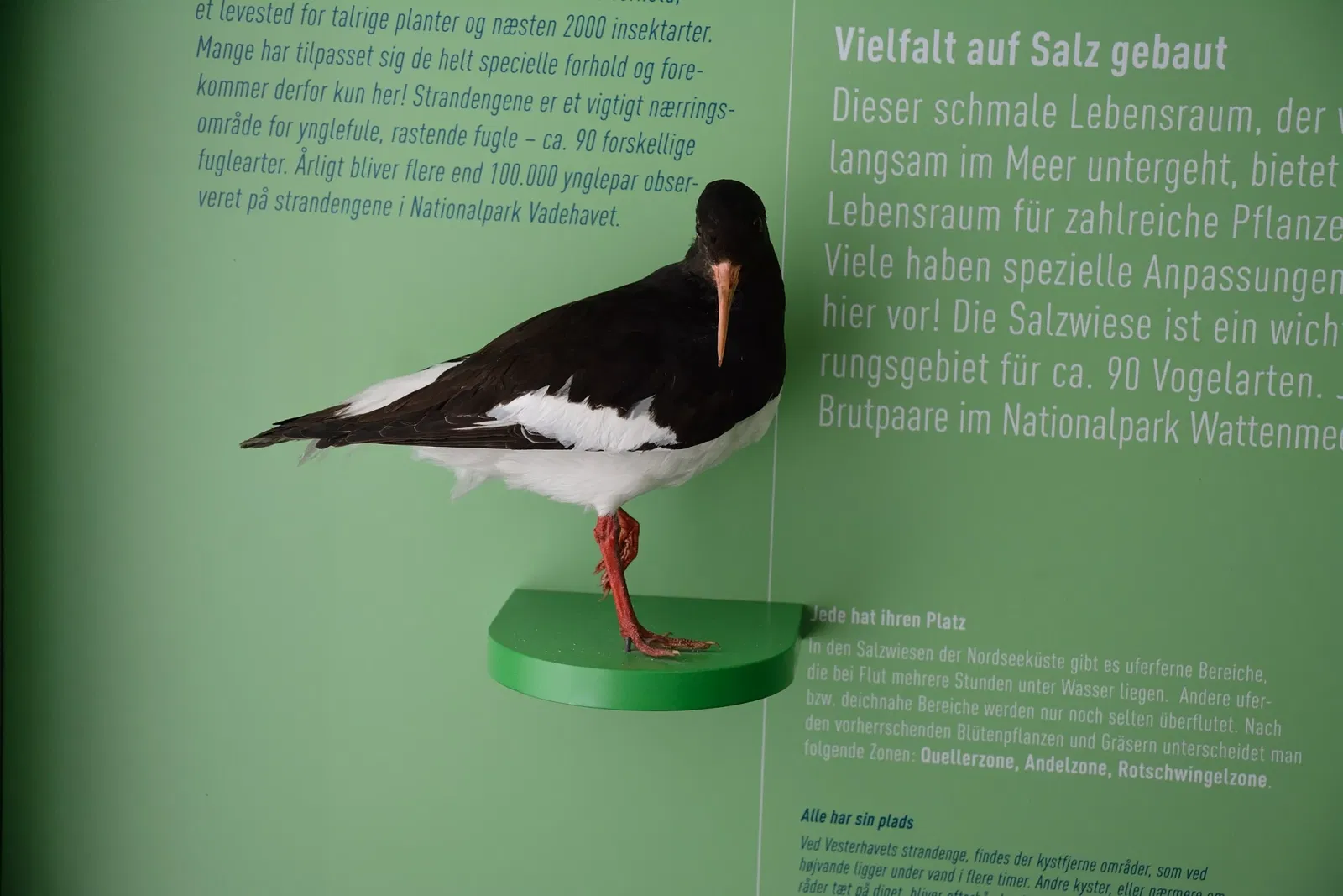 Naturkundemuseum Niebüll