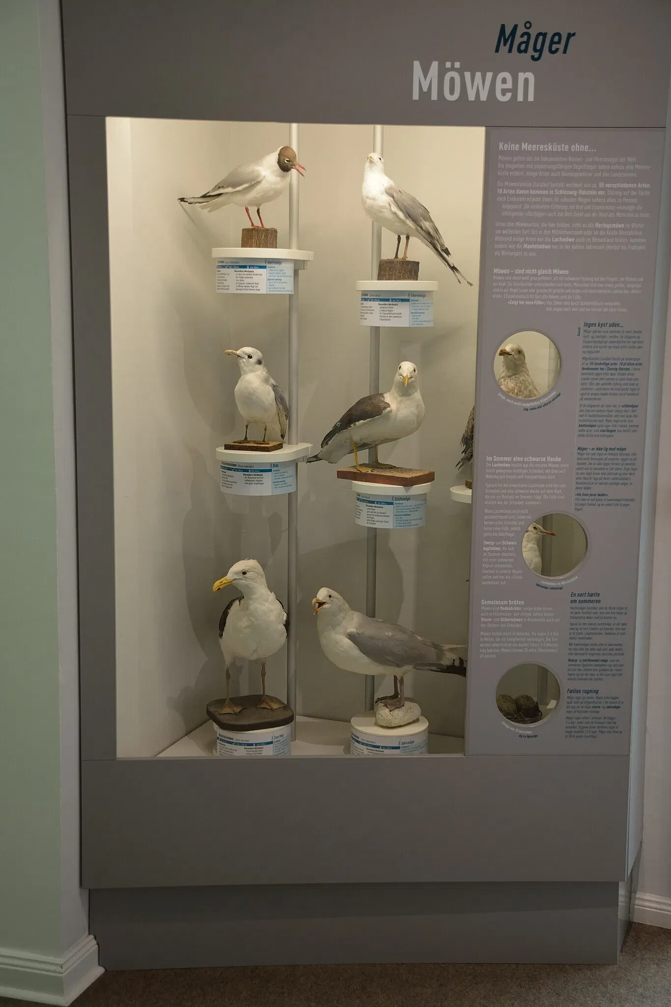 Naturkundemuseum Niebüll