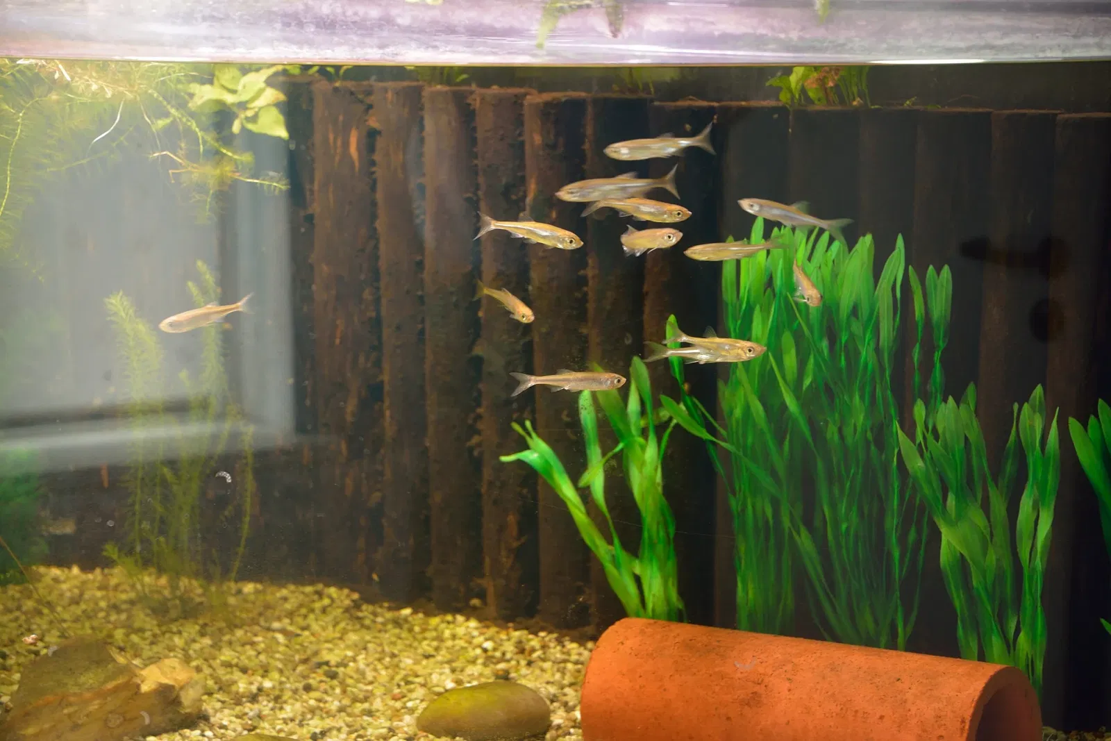 Naturkundemuseum Niebüll