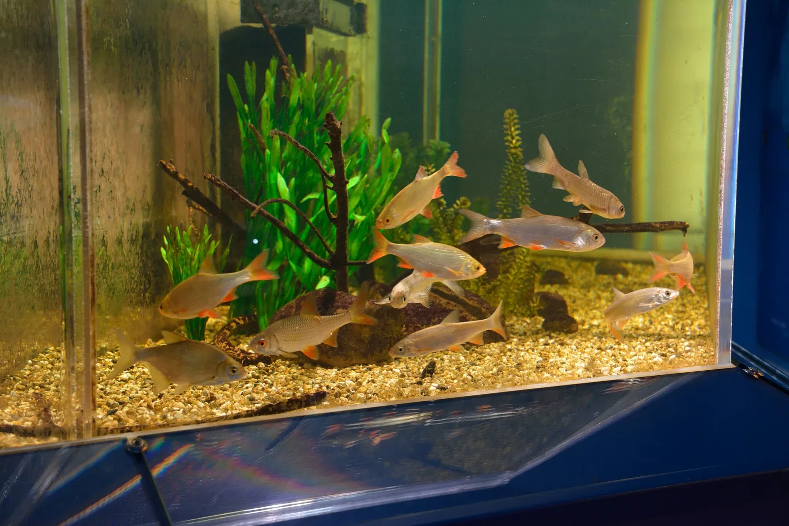 Naturkundemuseum Niebüll