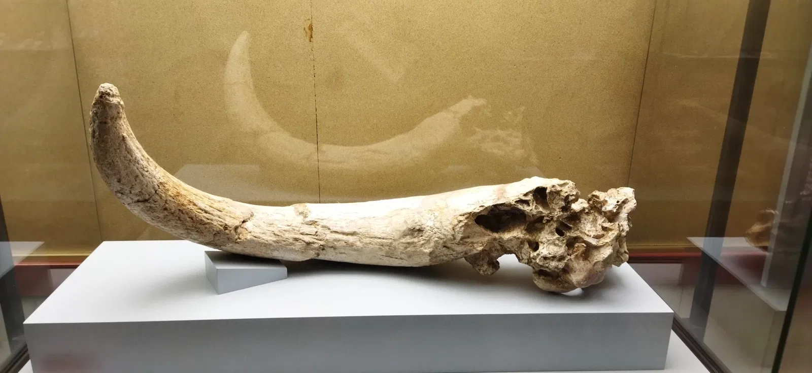 Museo Numantino de Soria