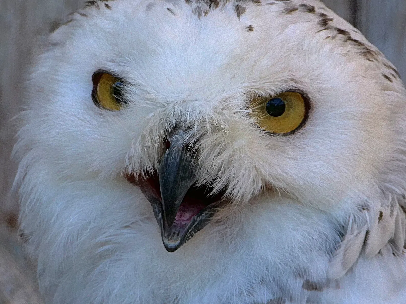 Tierpark Herborn GmbH