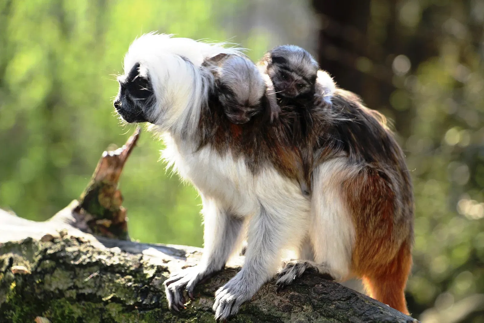 Tierpark Herborn GmbH