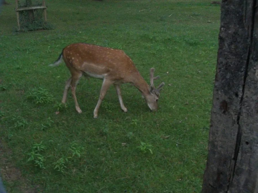 Wildfreigehege Grevenbroich