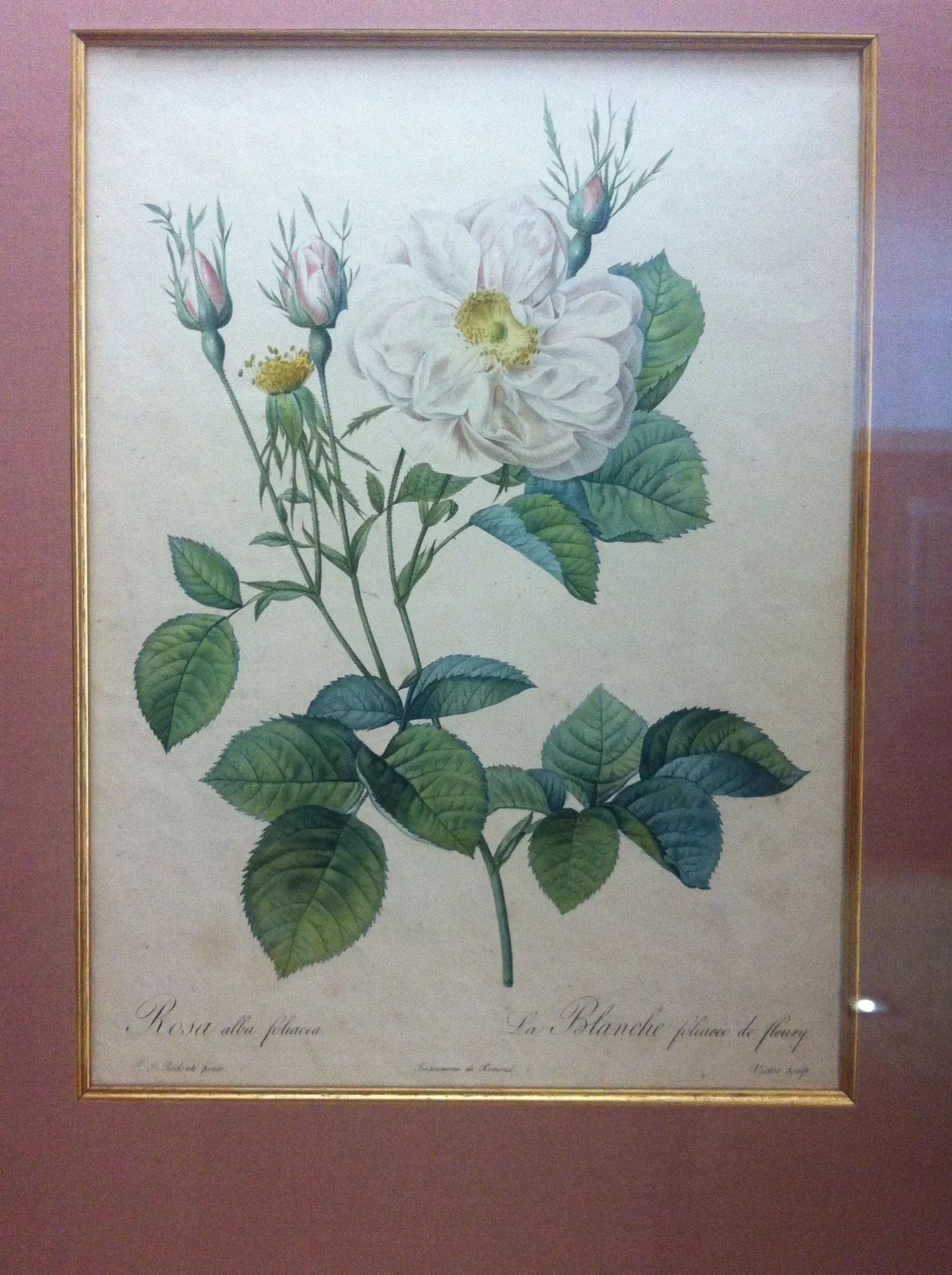 Rosenmuseum Steinfurth