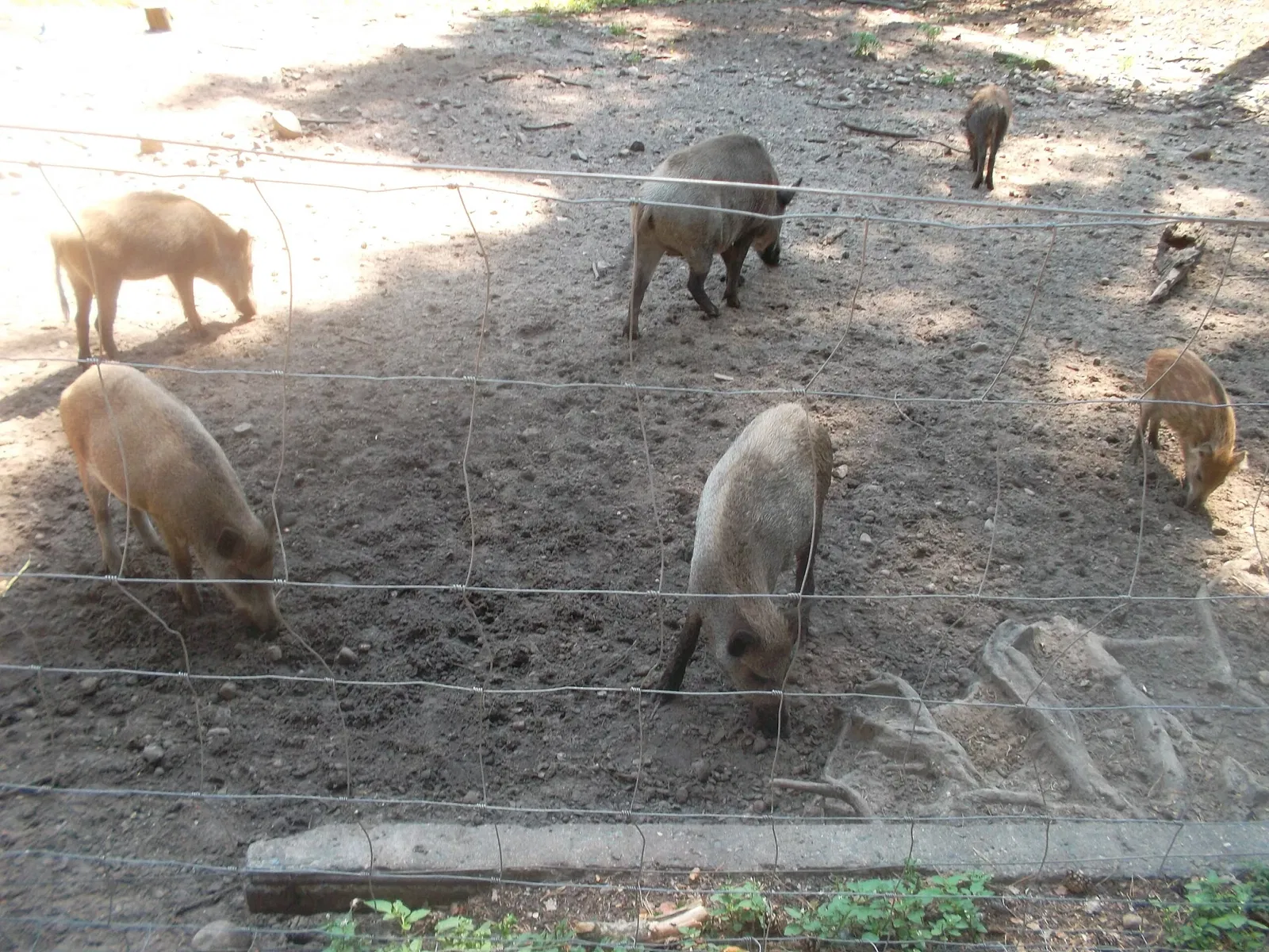 Wildpark Johannismühle