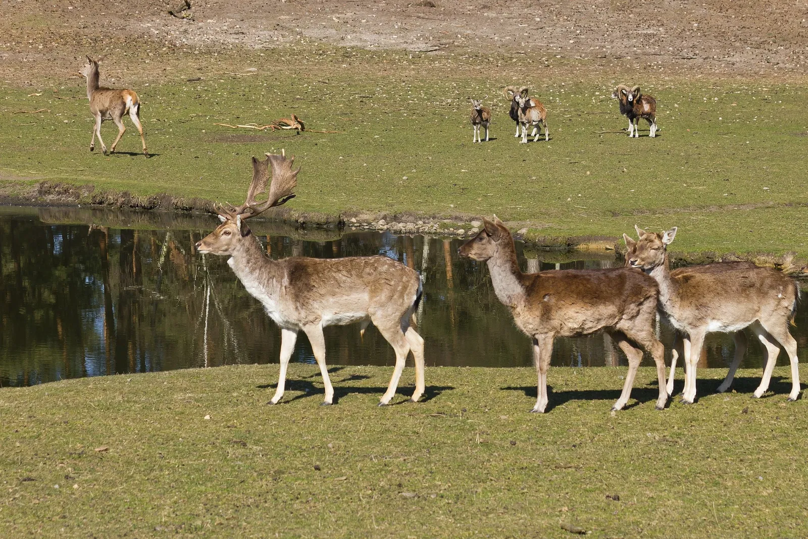 Wildpark Johannismühle