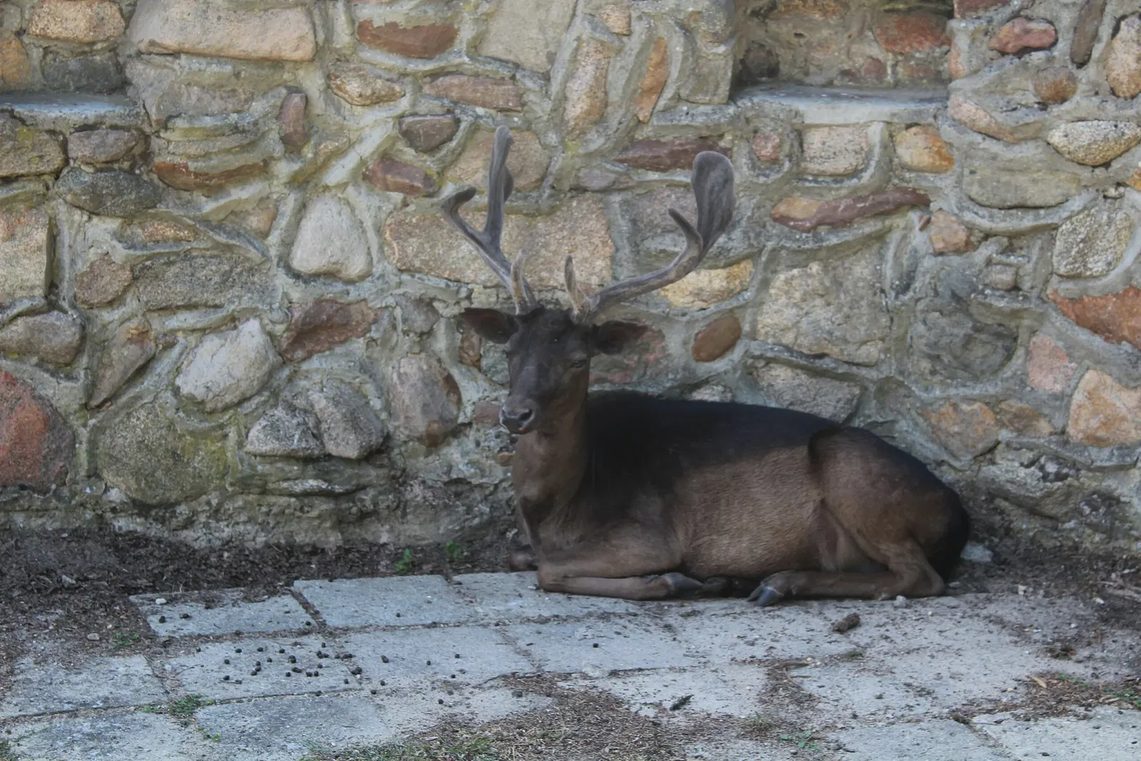 Wildpark Johannismühle