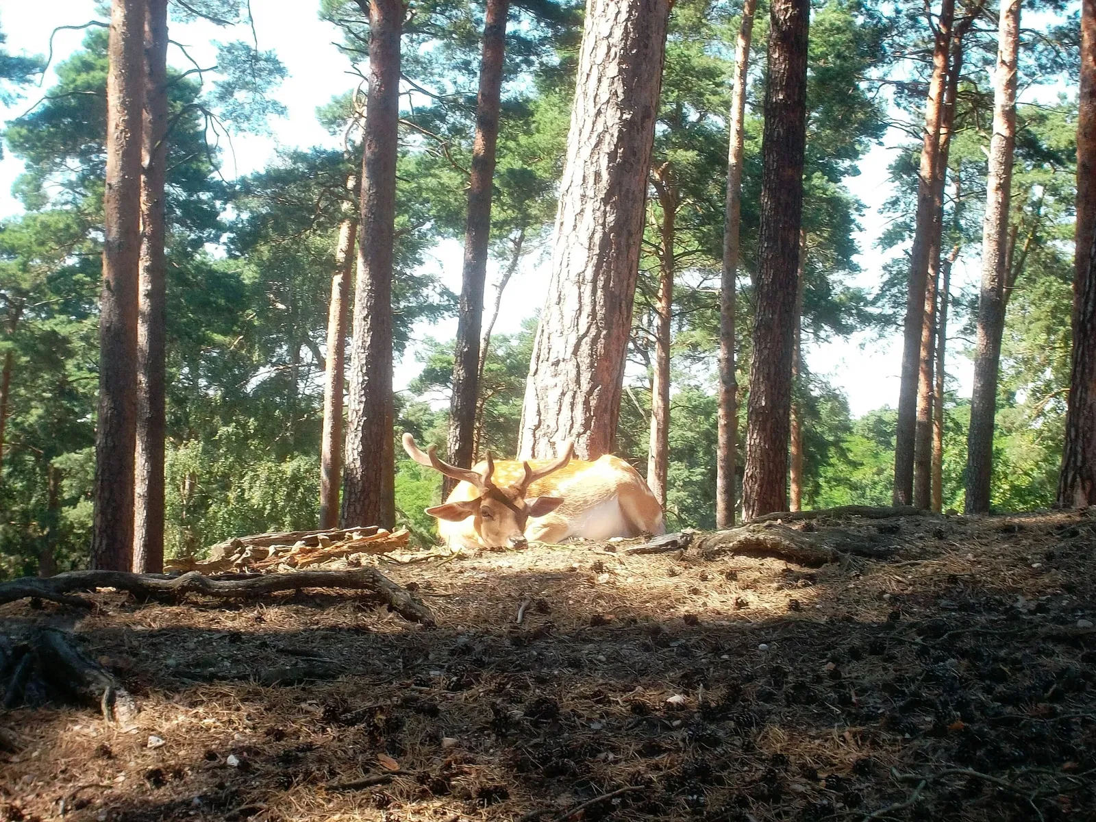 Wildpark Johannismühle
