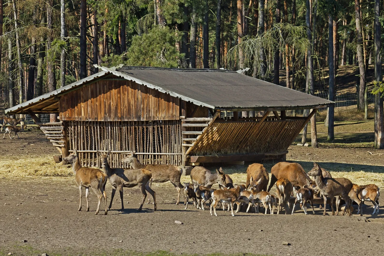 Wildpark Johannismühle