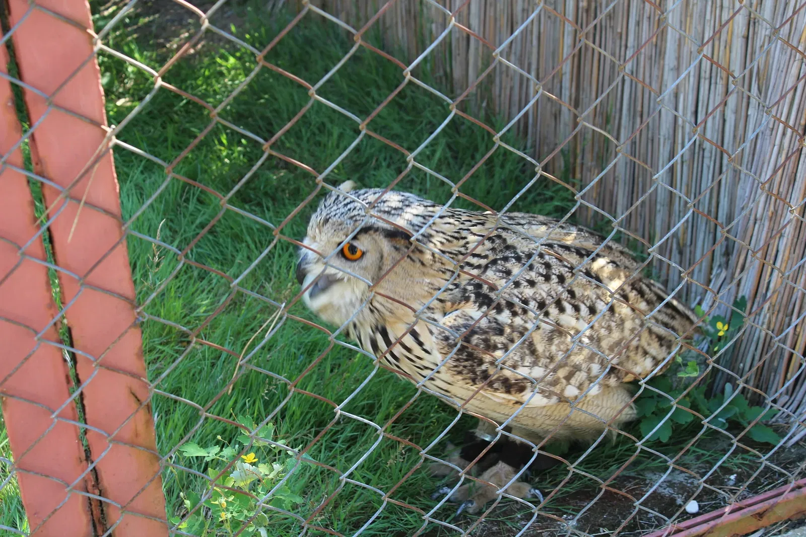 Wildpark Johannismühle