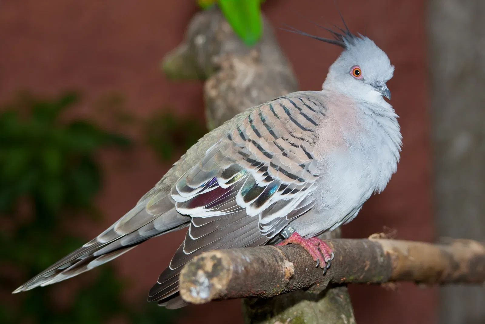 Vogelpark Marlow