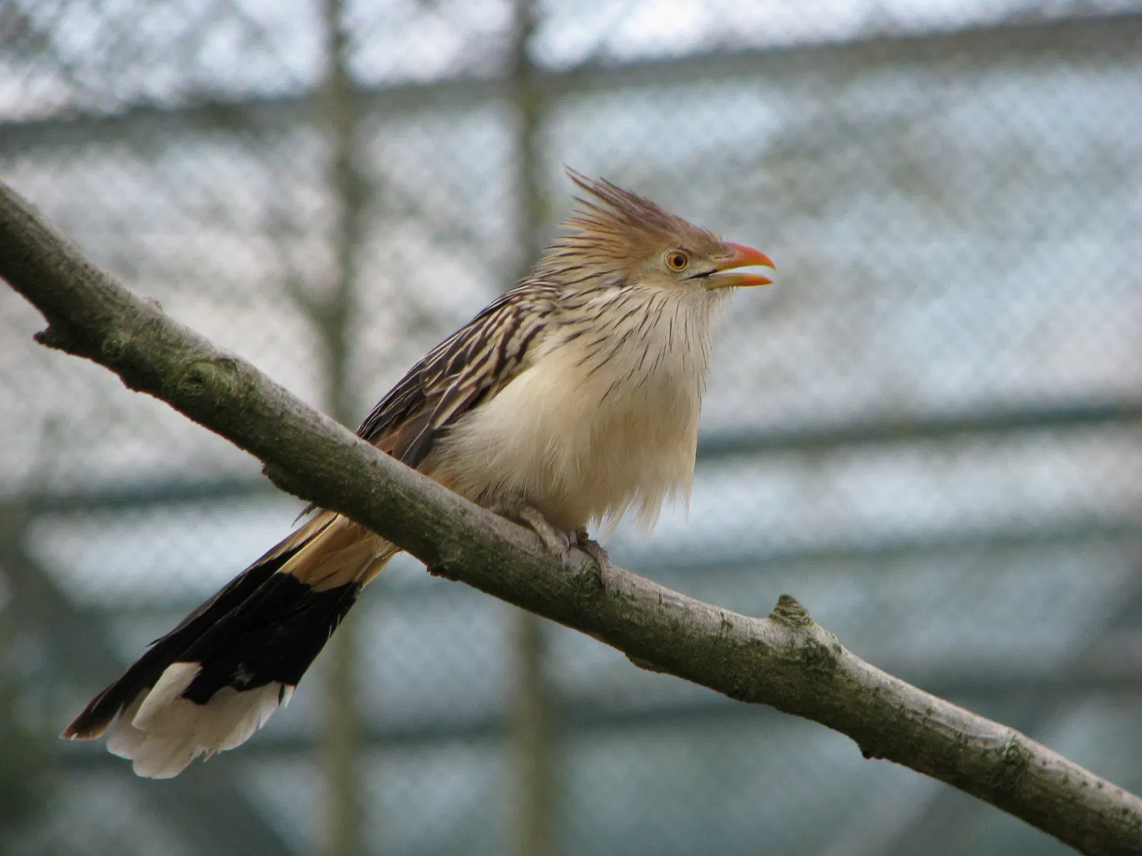 Vogelpark Marlow