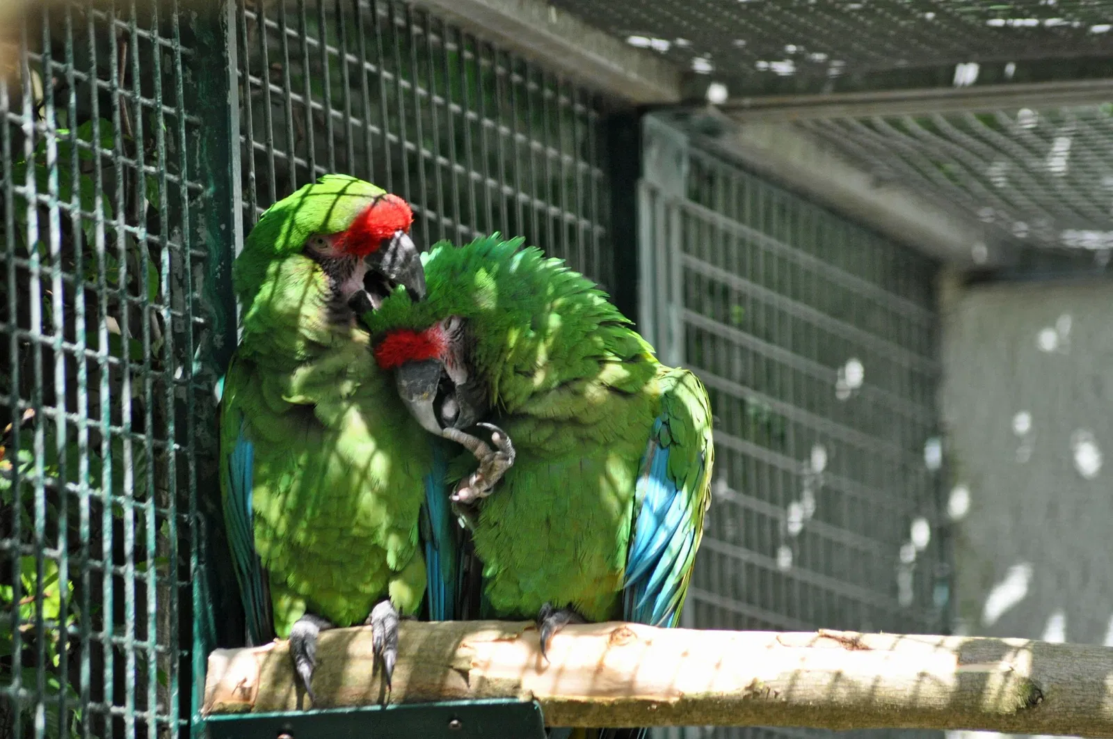 Vogelpark Marlow