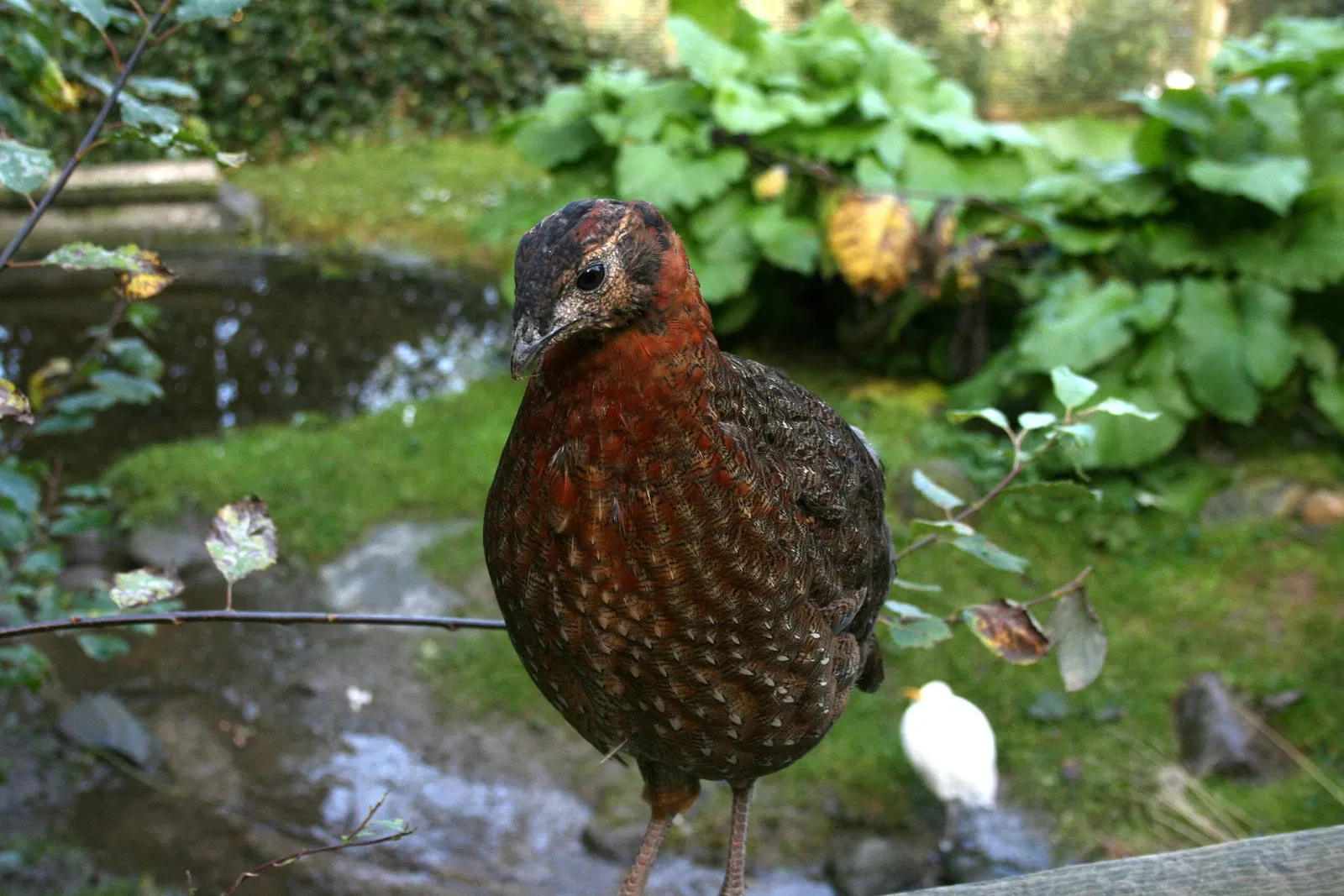 Affen- und Vogelpark Eckenhagen