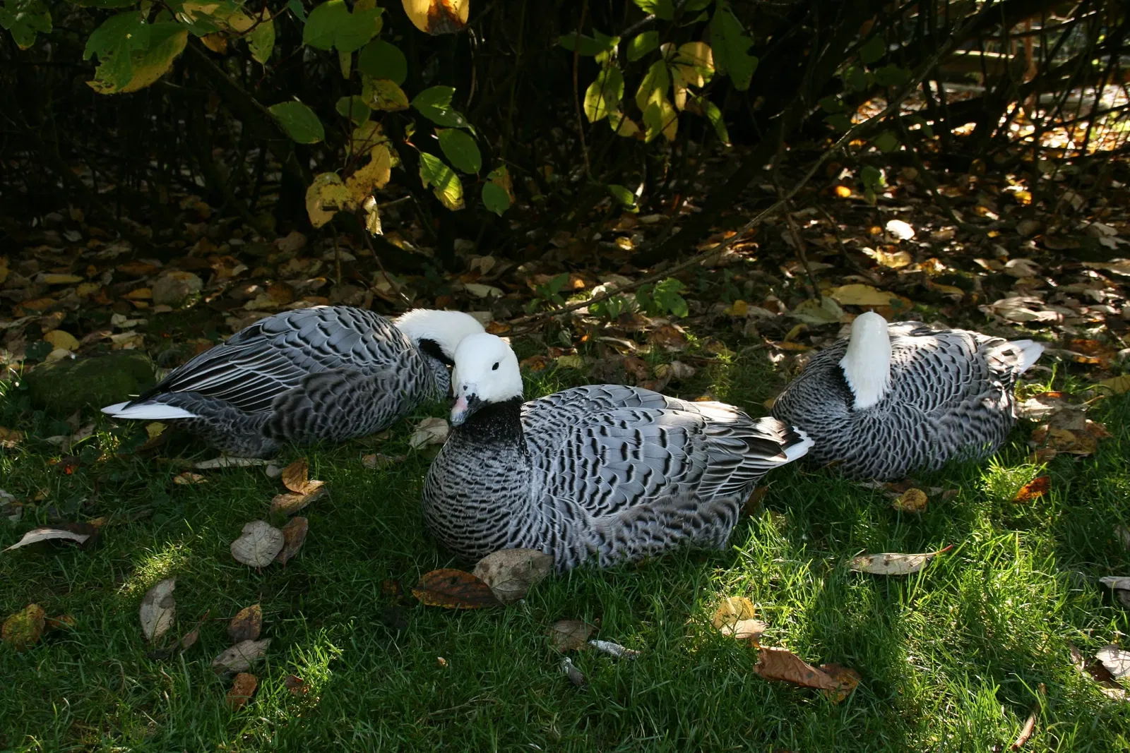 Affen- und Vogelpark Eckenhagen