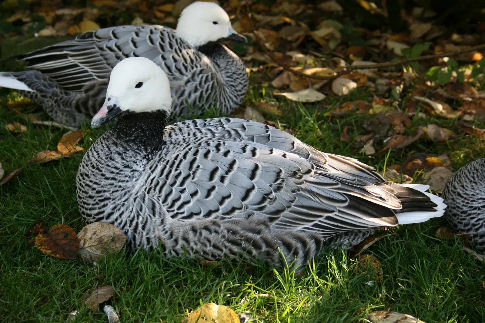 Affen- und Vogelpark Eckenhagen