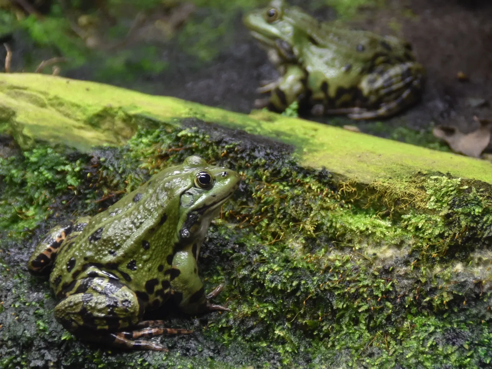 von Opel Hessische Zoostiftung