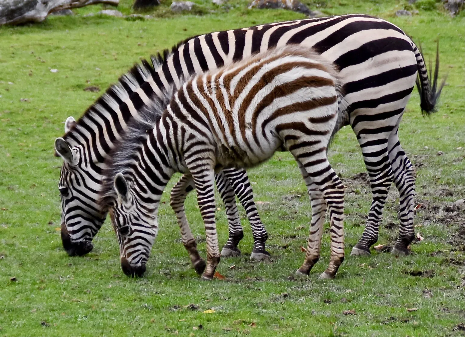 von Opel Hessische Zoostiftung
