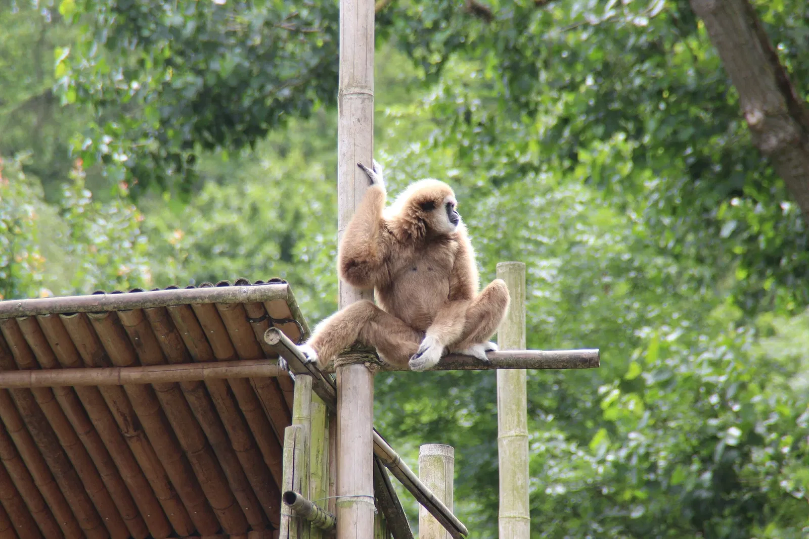 von Opel Hessische Zoostiftung