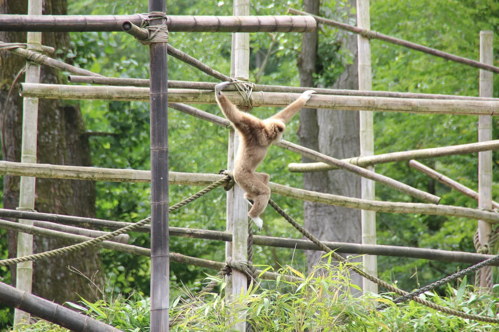 von Opel Hessische Zoostiftung