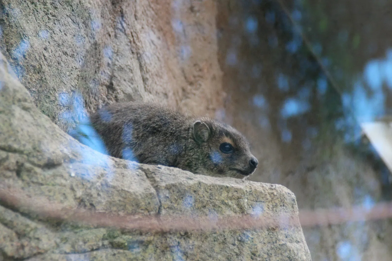 von Opel Hessische Zoostiftung