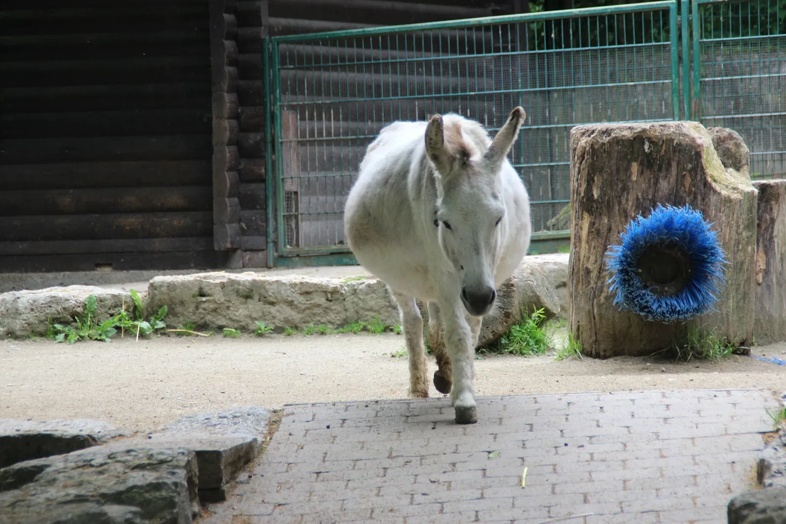 von Opel Hessische Zoostiftung