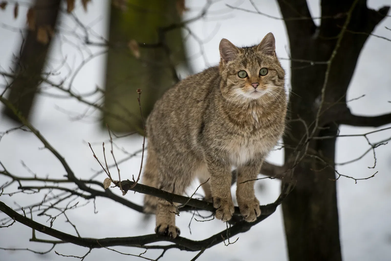 von Opel Hessische Zoostiftung