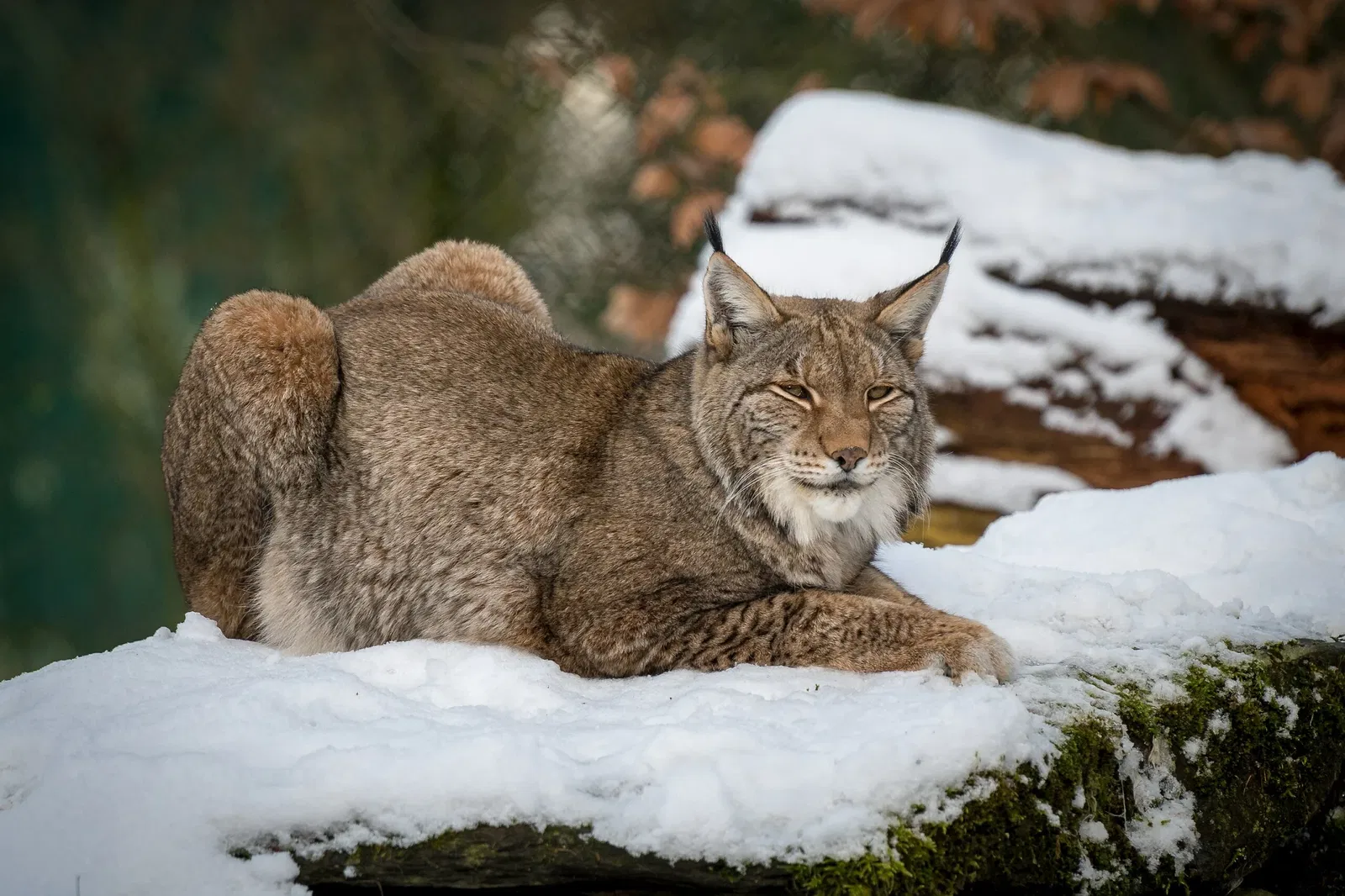 von Opel Hessische Zoostiftung