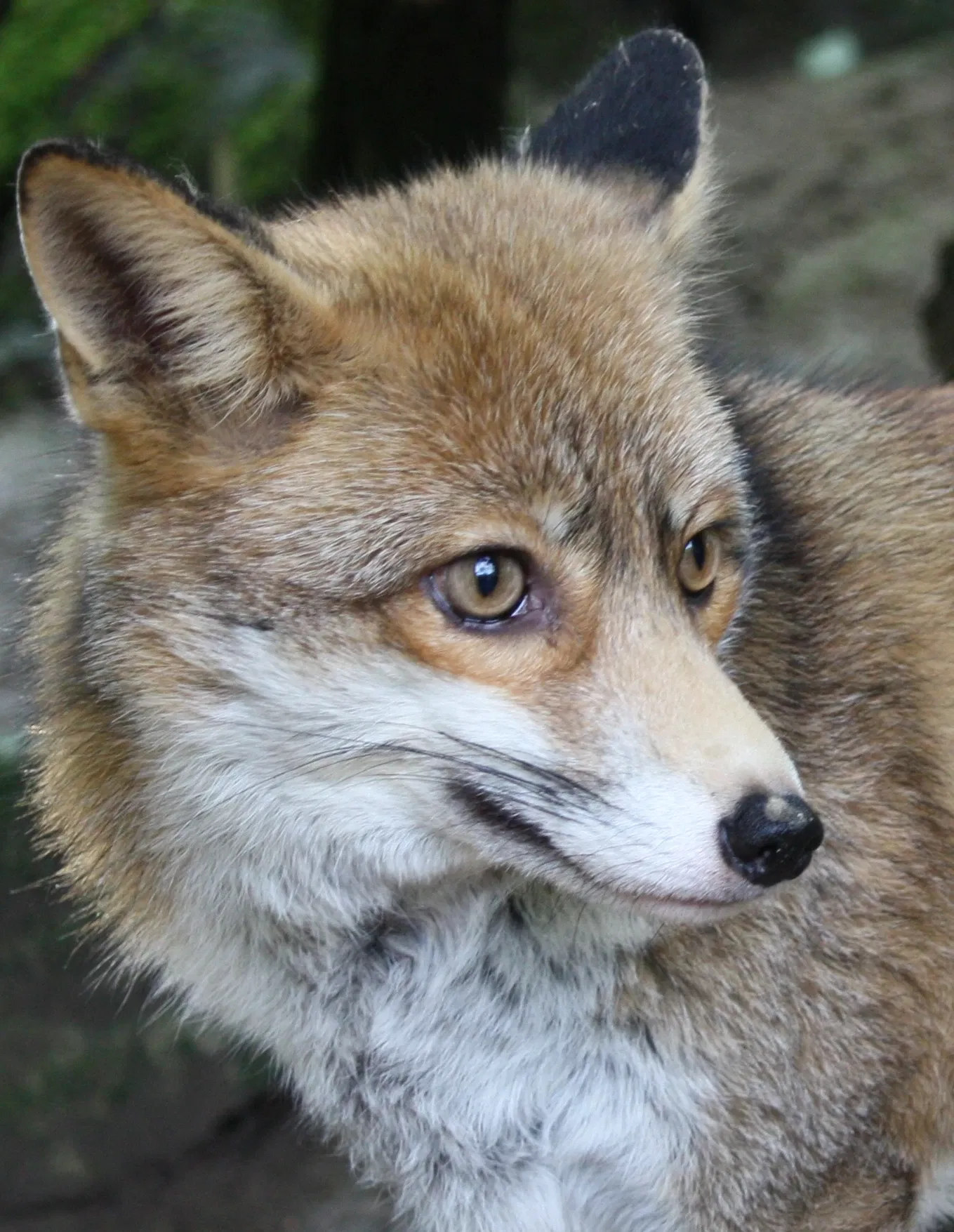 von Opel Hessische Zoostiftung