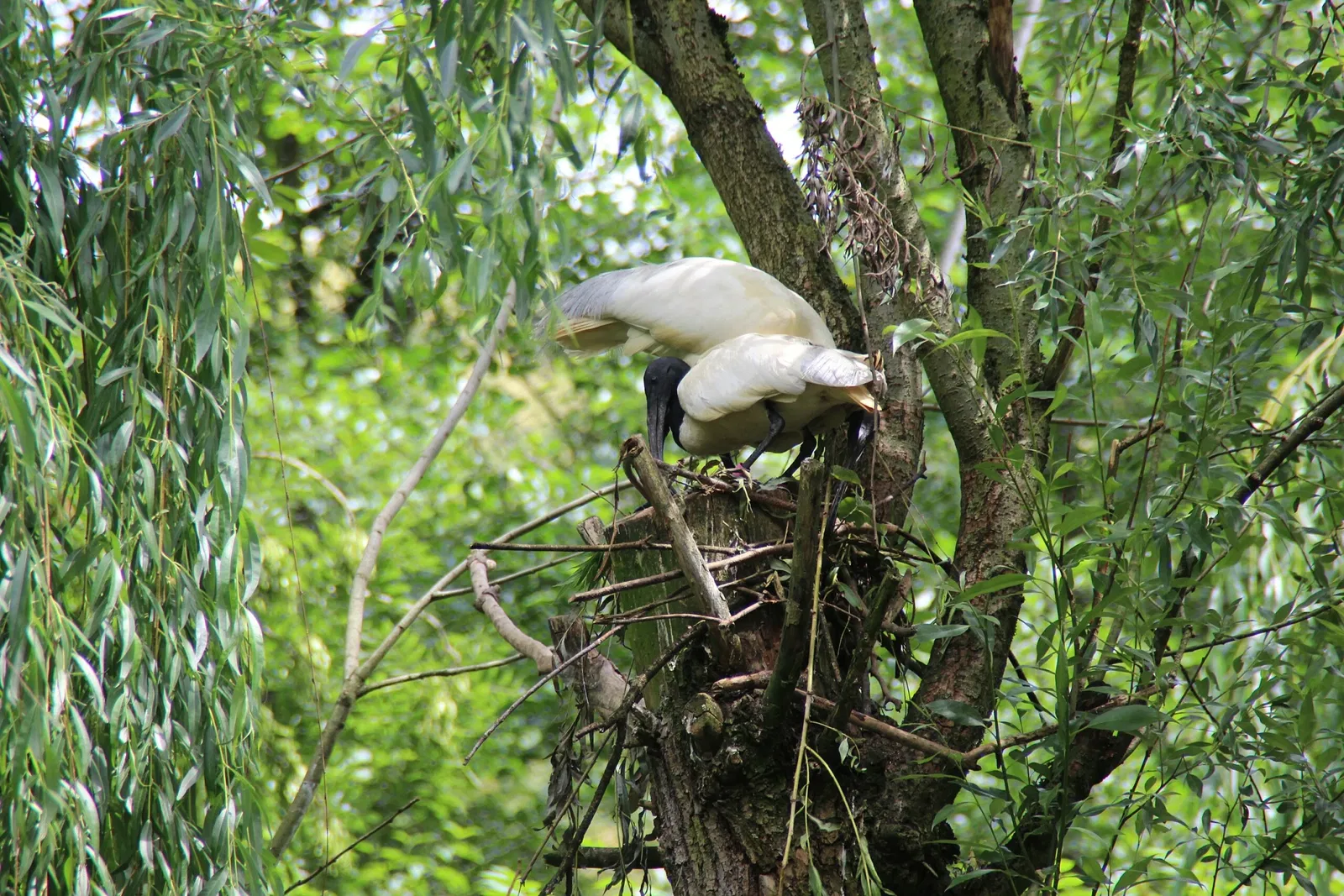 von Opel Hessische Zoostiftung