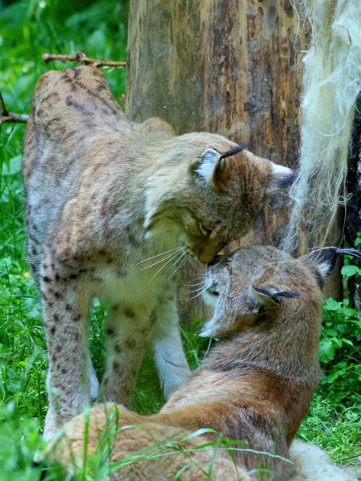 Tierpark Neumünster